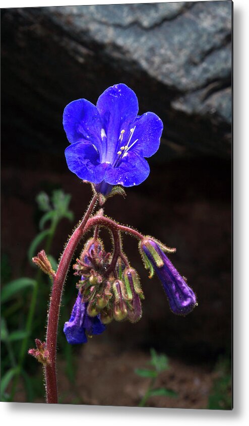 Abundance Metal Print featuring the photograph USA, California, Joshua Tree National #17 by Jaynes Gallery