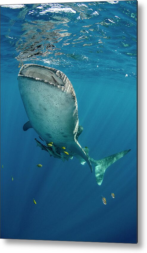 Bay Metal Print featuring the photograph Whale Shark, Cenderawasih Bay, West #17 by Pete Oxford