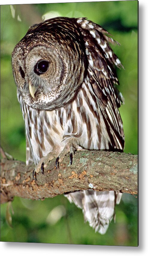 Barred Owl Metal Print featuring the photograph Barred Owl #18 by Millard H. Sharp