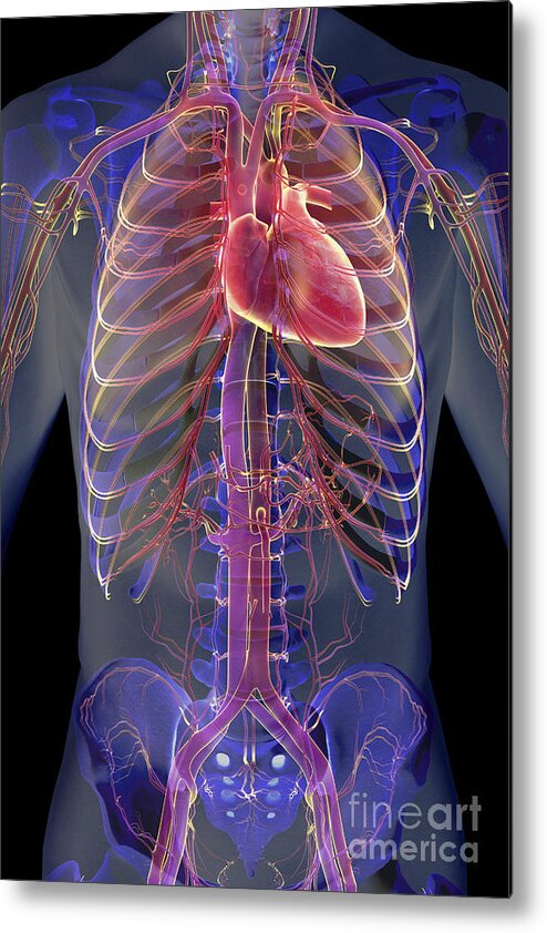 Inferior Vena Cava Metal Print featuring the photograph The Cardiovascular System #18 by Science Picture Co