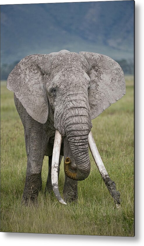 Photography Metal Print featuring the photograph African Elephant Loxodonta Africana #2 by Panoramic Images