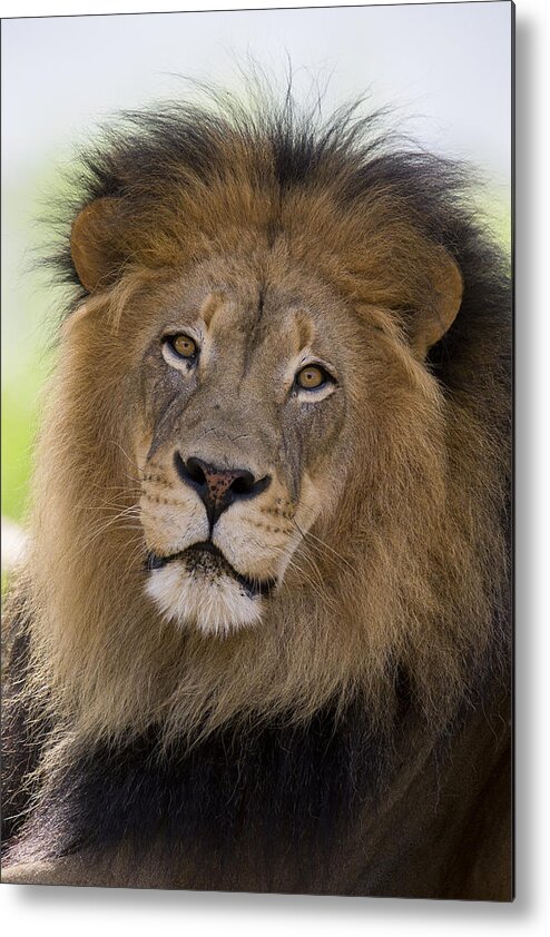 San Diego Zoo Metal Print featuring the photograph African Lion Male by San Diego Zoo