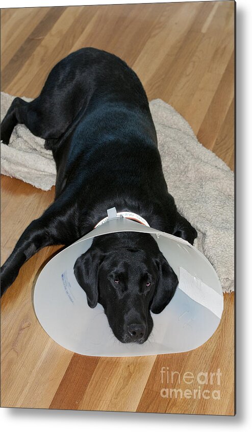 Dog Metal Print featuring the photograph Black Labrador With Elizabethan Collar #2 by William H. Mullins