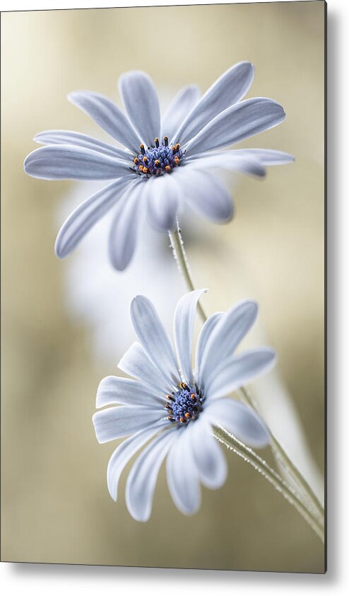 Flowers Metal Print featuring the photograph Cape Daisies #2 by Mandy Disher