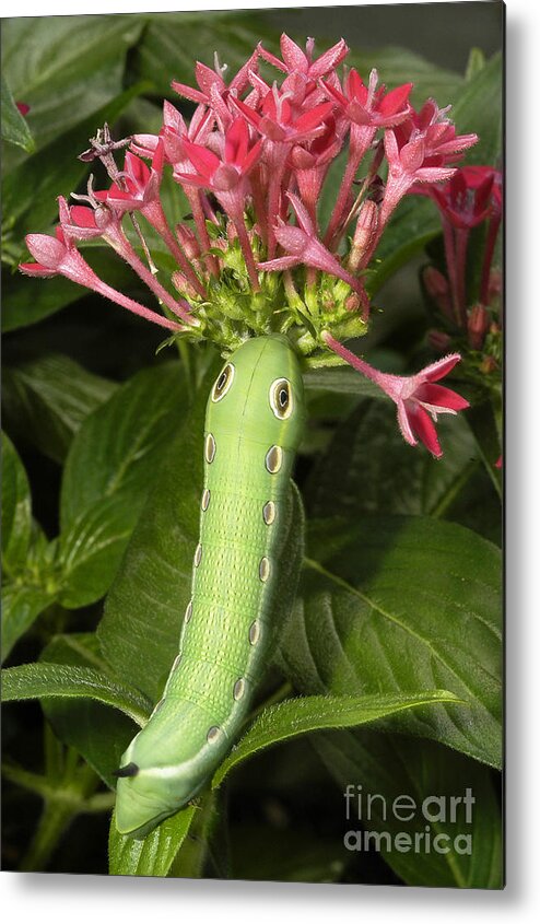 Hawkmoth Metal Print featuring the photograph Caterpillar Of Hawkmoth Xylophanes Tersa #2 by Gregory G. Dimijian