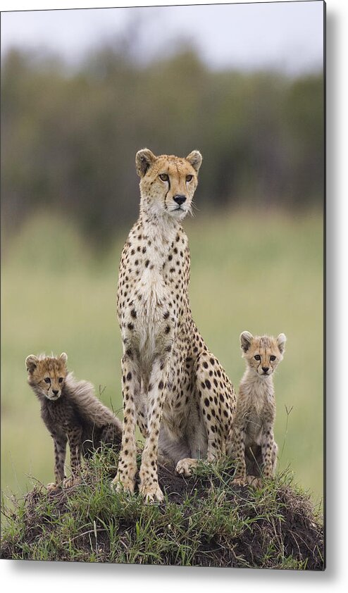 Mp Metal Print featuring the photograph Cheetah Mother And Cubs Maasai Mara #2 by Suzi Eszterhas