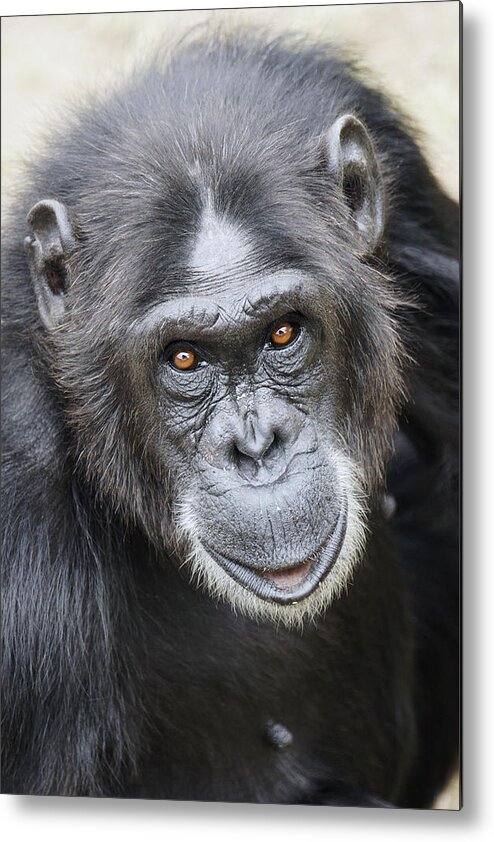 Hiroya Minakuchi Metal Print featuring the photograph Chimpanzee Portrait Ol Pejeta by Hiroya Minakuchi