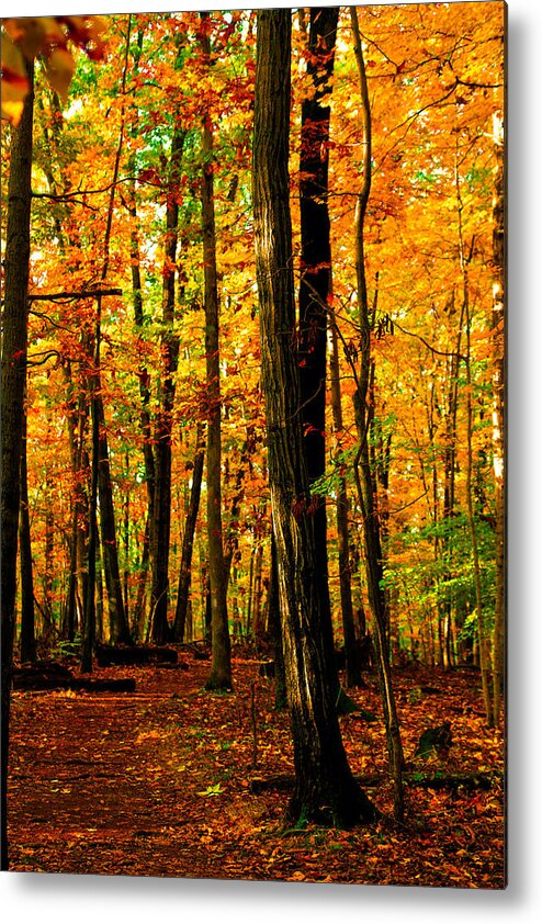 Autumn Metal Print featuring the photograph Delicious Autumn #2 by Mitch Cat