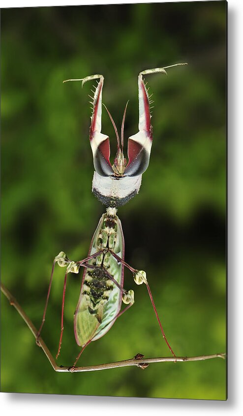 Thomas Marent Metal Print featuring the photograph Devils Praying Mantis In Defensive #2 by Thomas Marent