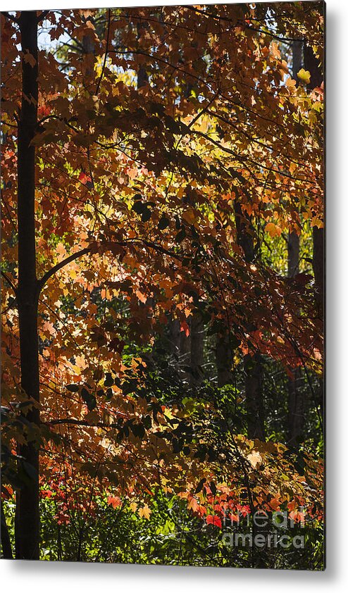 Maple Metal Print featuring the photograph Fall Maples - Arboretum - Madison by Steven Ralser