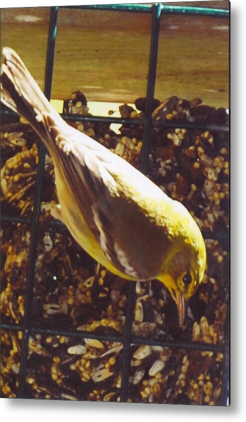 At My Yard Bird Feeder Metal Print featuring the photograph Finch #2 by Robert Floyd