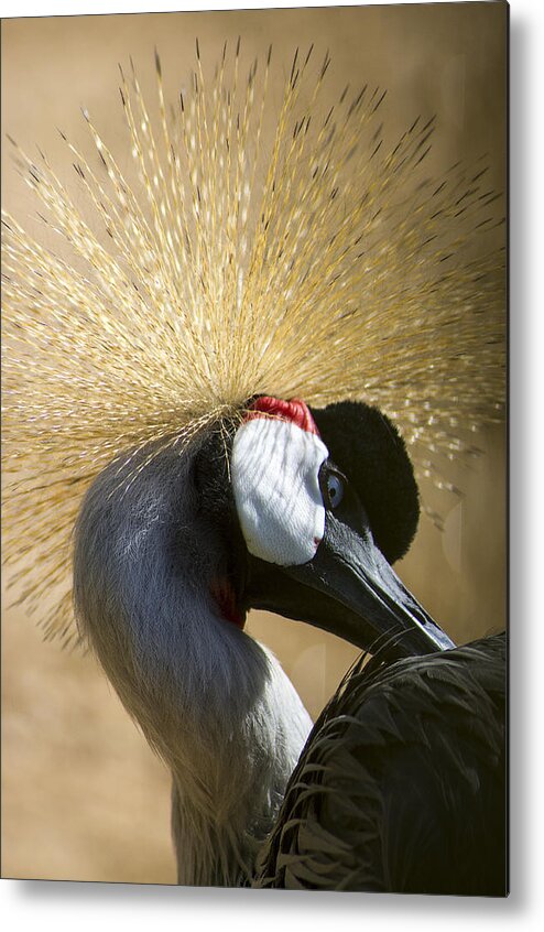 Grou Metal Print featuring the photograph Grou #2 by Paulo Goncalves