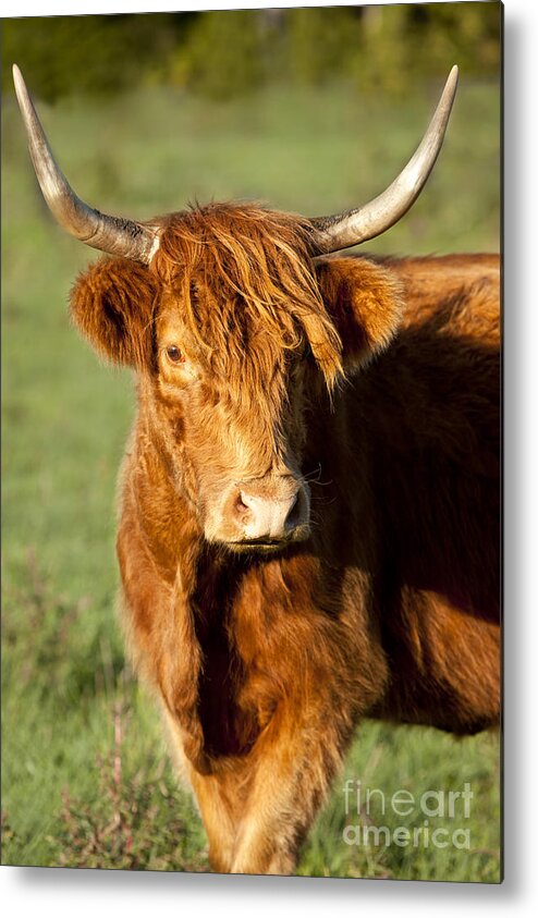 Scottish Metal Print featuring the photograph HIghland Cow #2 by Brian Jannsen