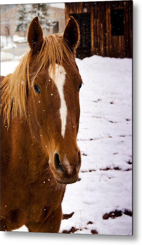 Horse Metal Print featuring the photograph Let it Snow #2 by Saija Lehtonen