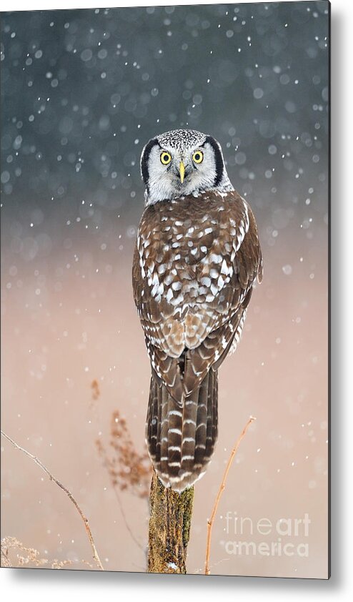 Bird Metal Print featuring the photograph Northern Hawk Owl #6 by Scott Linstead