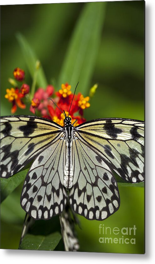 Butterfly Metal Print featuring the photograph Paper Kite Butterfly #2 by Brandon Alms