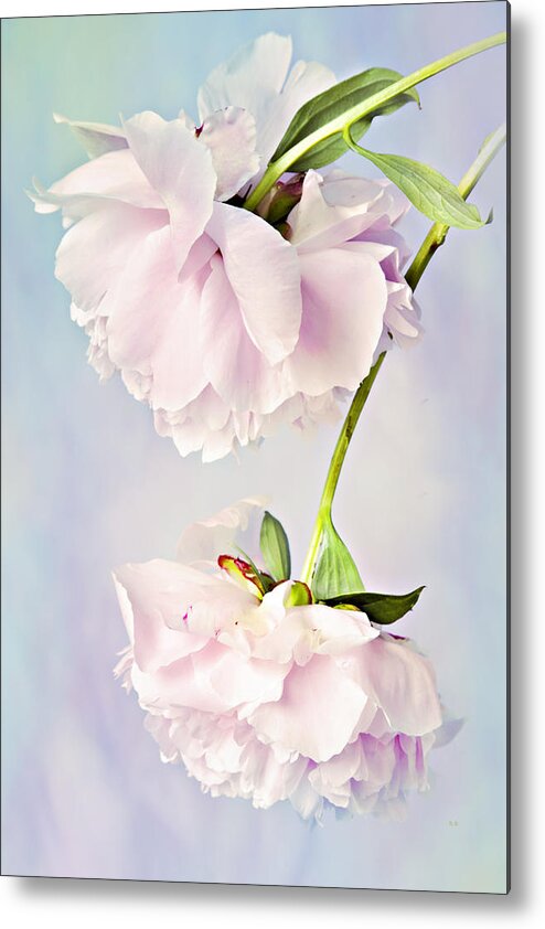 Peonies Metal Print featuring the photograph Pastel Peonies by Theresa Tahara