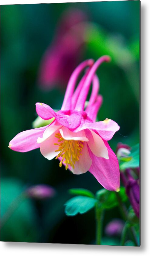 Allergy Metal Print featuring the photograph Pink and White Columbine Flower #2 by RM Vera