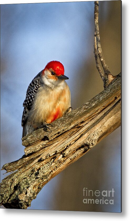 Nature Metal Print featuring the photograph Red-bellied Woodpecker #2 by Ronald Lutz