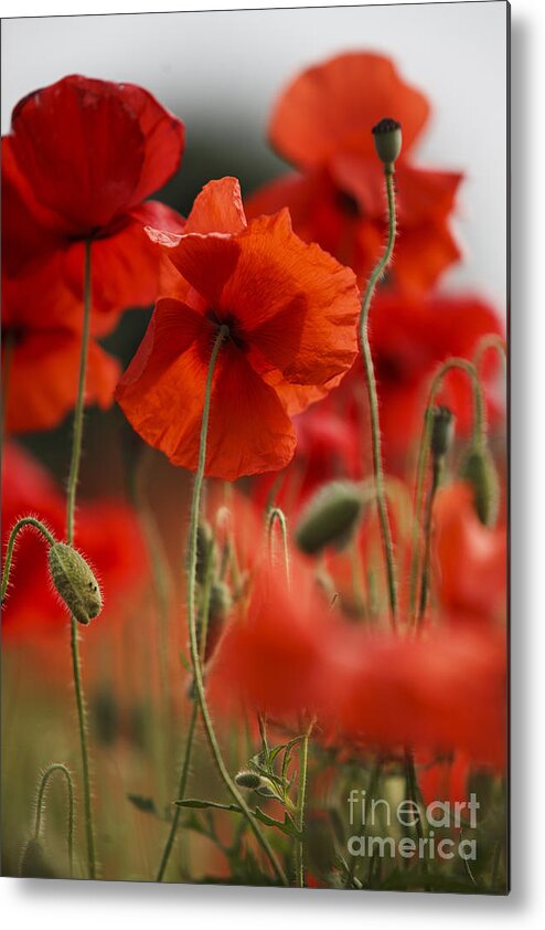 Poppy Metal Print featuring the photograph Red Poppy Flowers #2 by Nailia Schwarz