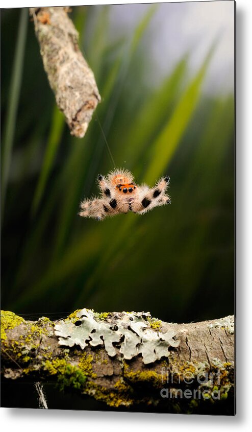 Regius Metal Print featuring the photograph Regal Jumping Spider Jumping #1 by Scott Linstead