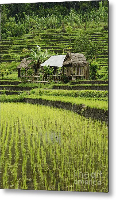 Agriculture Metal Print featuring the photograph Rice Fields In Bali Indonesia #2 by JM Travel Photography