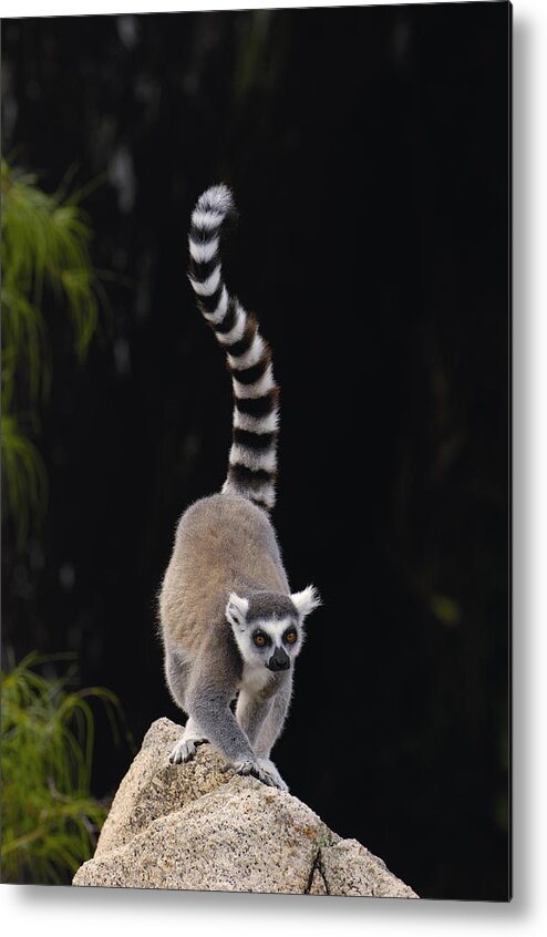 Feb0514 Metal Print featuring the photograph Ring-tailed Lemur Madagascar #2 by Pete Oxford