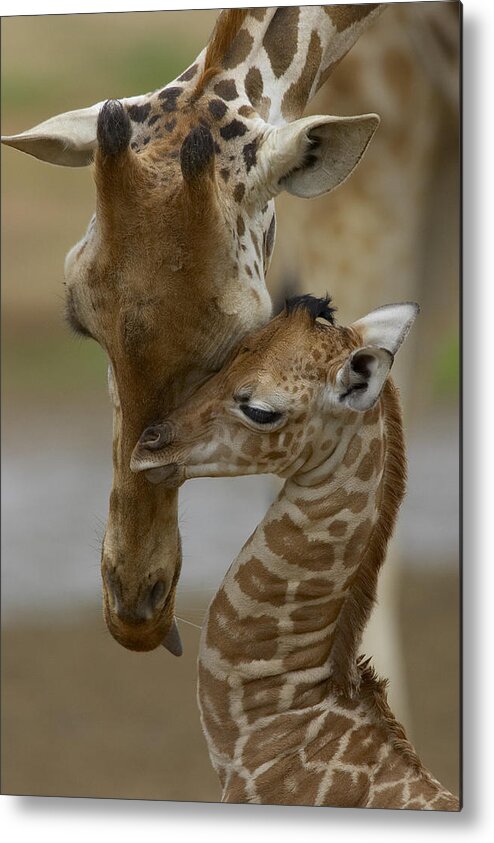 00119300 Metal Print featuring the photograph Rothschild Giraffes Nuzzling by San Diego Zoo