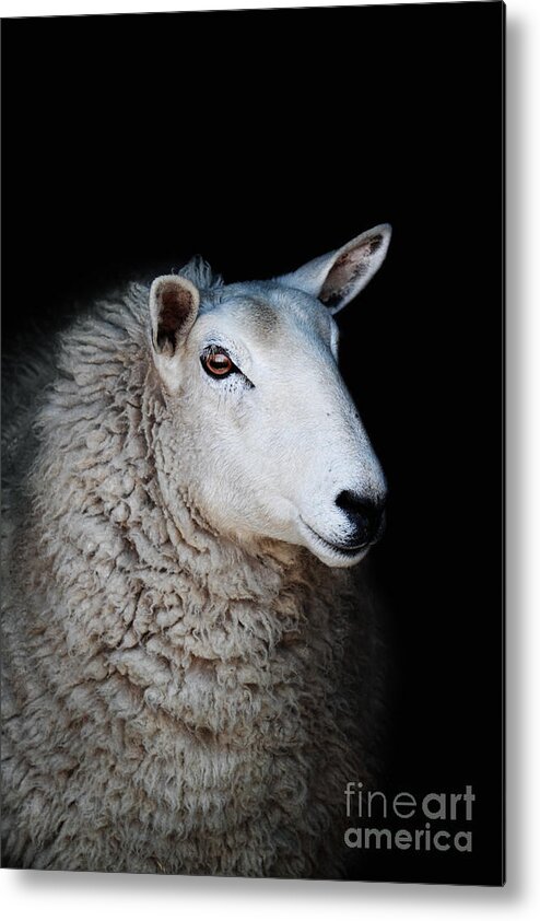 Profile Metal Print featuring the photograph Sheep #1 by Stephanie Frey
