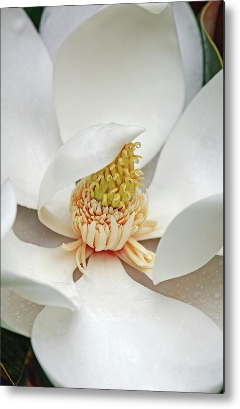 Southern Magnolia Metal Print featuring the photograph Southern Magnolia (magnolia Grandiflora) #2 by Dr. Nick Kurzenko