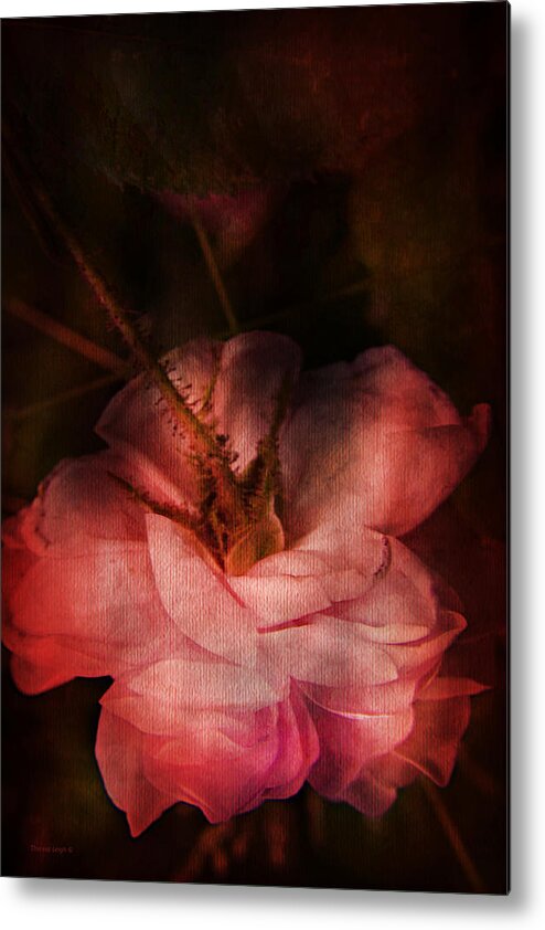 Rose Metal Print featuring the photograph Time Of Roses by Theresa Tahara