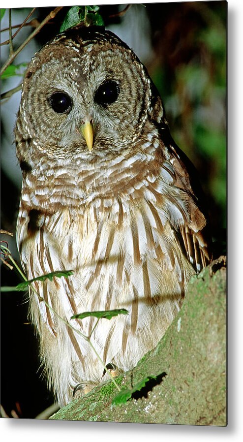 Barred Owl Metal Print featuring the photograph Barred Owl #27 by Millard H. Sharp