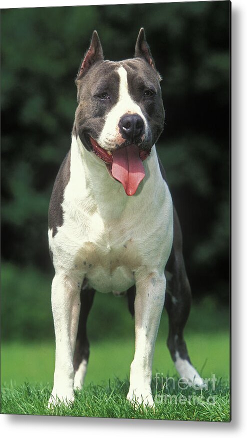 Dog Metal Print featuring the photograph American Staffordshire Terrier #3 by Jean-Michel Labat