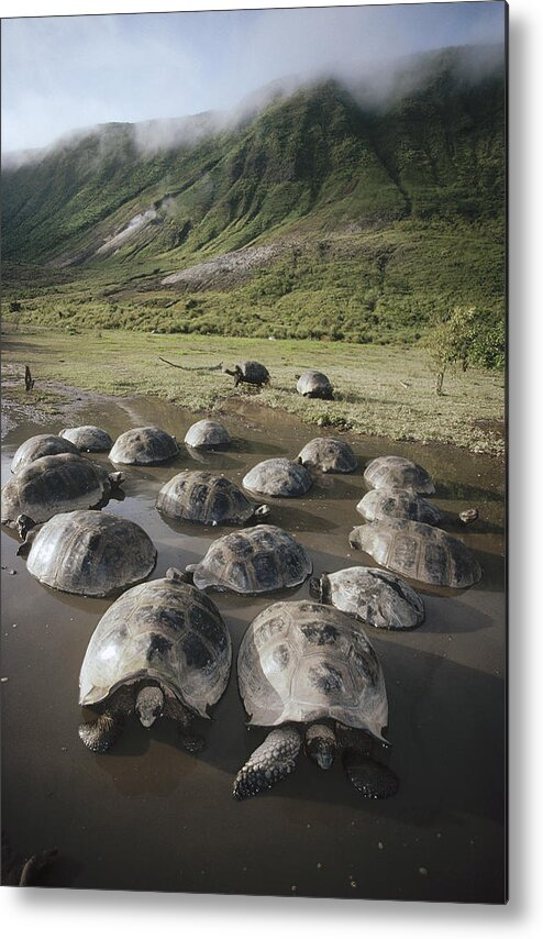 Feb0514 Metal Print featuring the photograph Galapagos Giant Tortoise Wallowing #3 by Tui De Roy