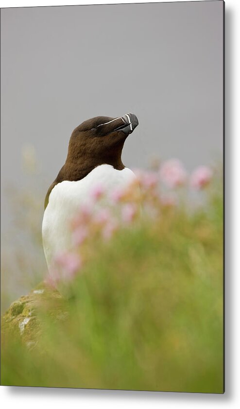 Alca Torda Metal Print featuring the photograph Iceland, Latrabjarg #3 by Jaynes Gallery