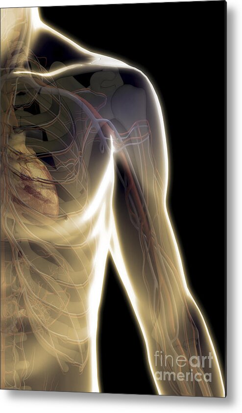 Circulatory System Metal Print featuring the photograph The Cardiovascular System #62 by Science Picture Co