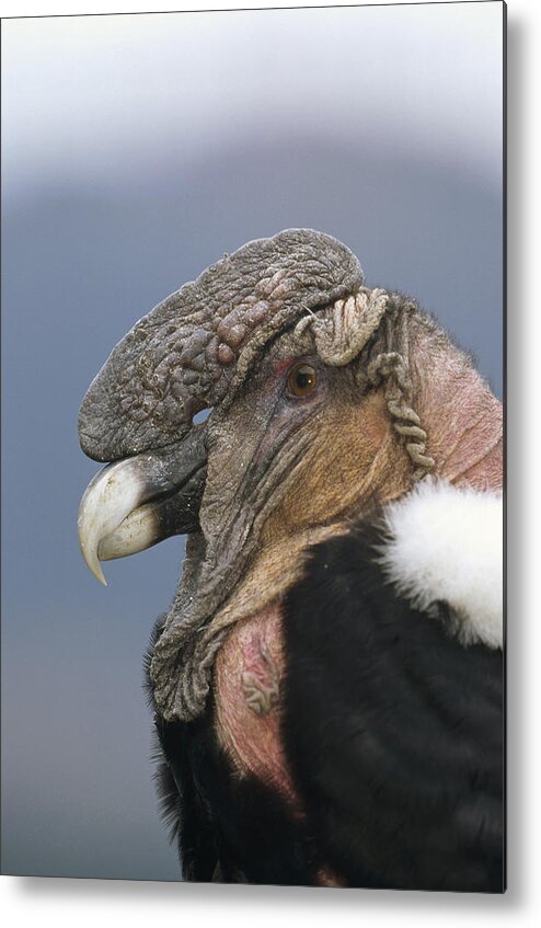 Feb0514 Metal Print featuring the photograph Andean Condor Male Cayambe Ecuador #4 by Tui De Roy