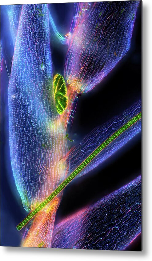 Aquatic Metal Print featuring the photograph Desmids And Sphagnum Moss #4 by Marek Mis