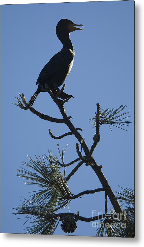 Nature Metal Print featuring the photograph Double-crested Cormorant #4 by John Shaw