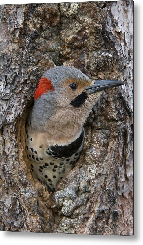Michael Quinton Metal Print featuring the photograph Northern Flicker In Nest Cavity Alaska by Michael Quinton