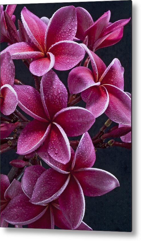 Florals Plumerias Maui Hawaii Tropical Metal Print featuring the photograph Plumerias #1 by James Roemmling