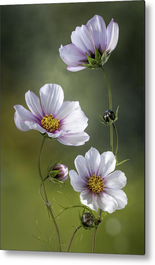 Still Life Metal Print featuring the photograph *cosmos #5 by Mandy Disher