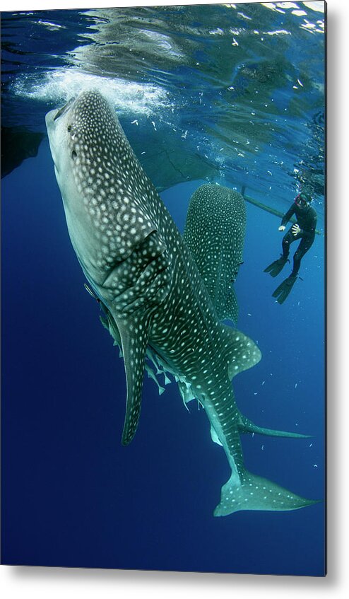 Bay Metal Print featuring the photograph Whale Shark And Tourist #5 by Pete Oxford