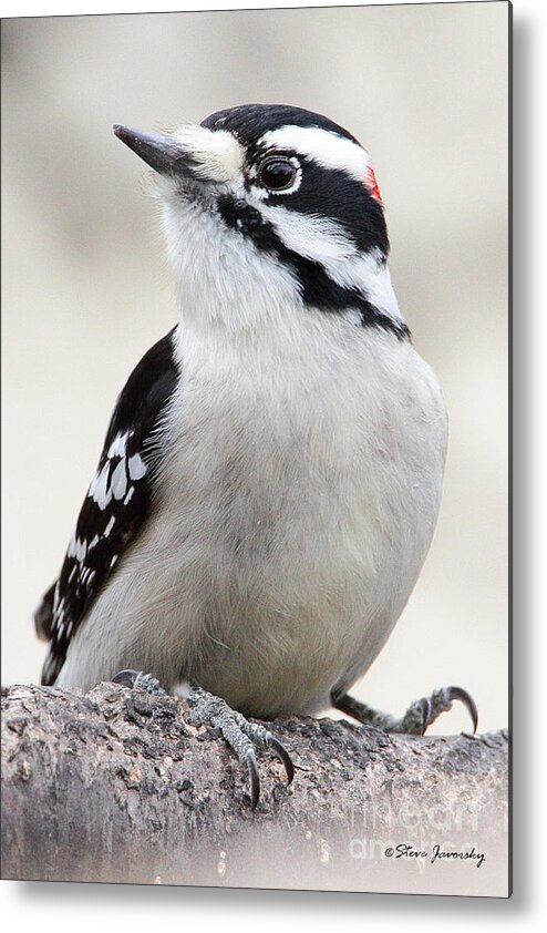 Downy Woodpecker Metal Print featuring the photograph Downy Woodpecker #6 by Steve Javorsky