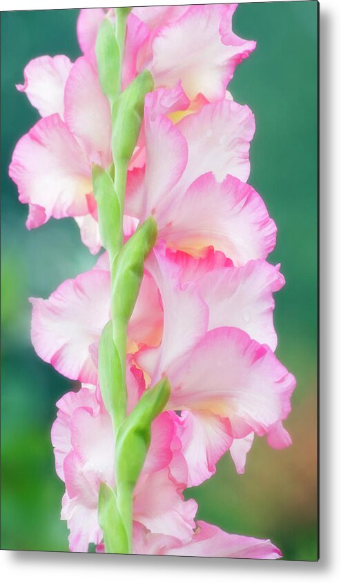 Gladiolus Sp. Metal Print featuring the photograph Gladiolus Flowers #6 by Maria Mosolova/science Photo Library