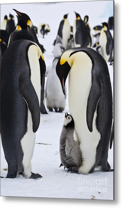 Emperor Penguin Metal Print featuring the photograph Emperor Penguins With Chick On Feet #7 by Greg Dimijian