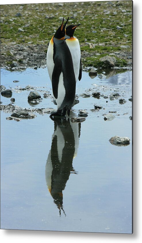 Reflection Metal Print featuring the photograph King Penguins #7 by Amanda Stadther