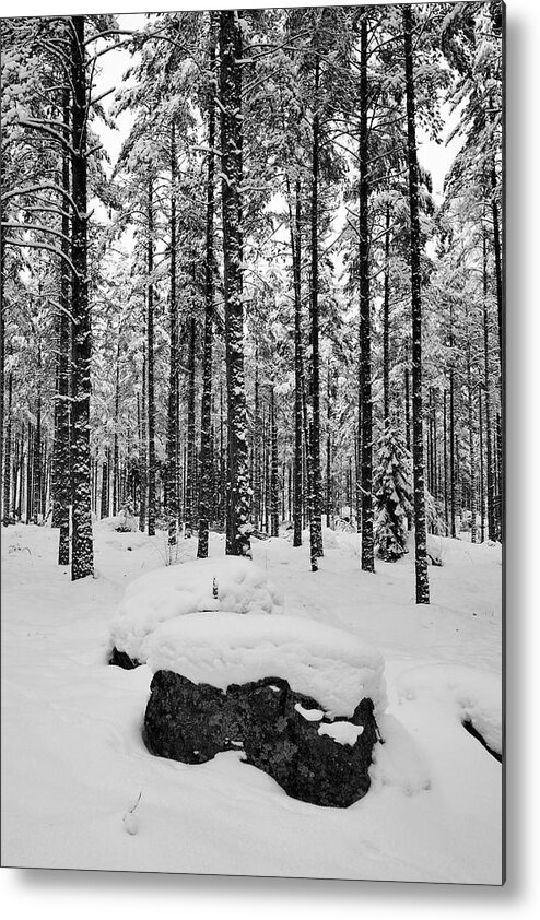 Finland Metal Print featuring the photograph Pine forest winter #8 by Jouko Lehto