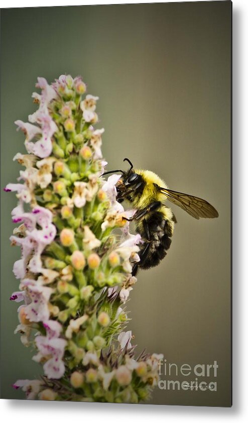 Bee Metal Print featuring the photograph A Bumble Bee Working by Ms Judi