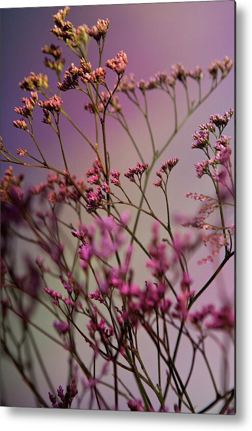 Purple Metal Print featuring the photograph A Bunch Of Pink Statice Limonium by Halfdark